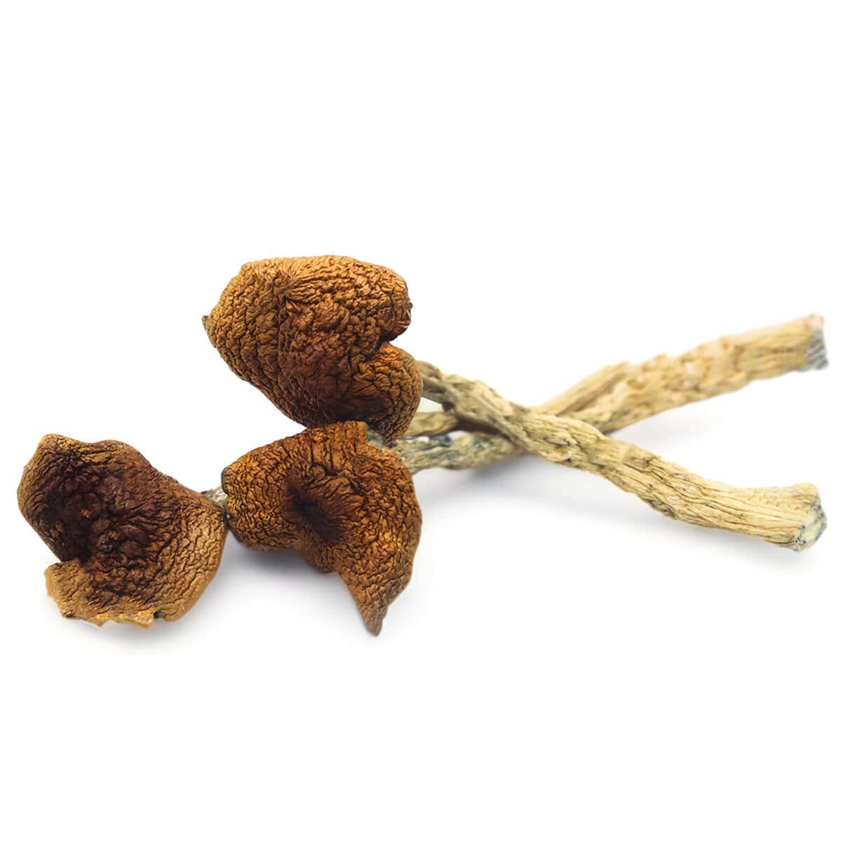 B+-CUBENIS-1-1 Dried psilocybin mushrooms on a white background, used for psychedelic experiences and mental health research. Premium quality Magic Mushrooms available online in Canada.