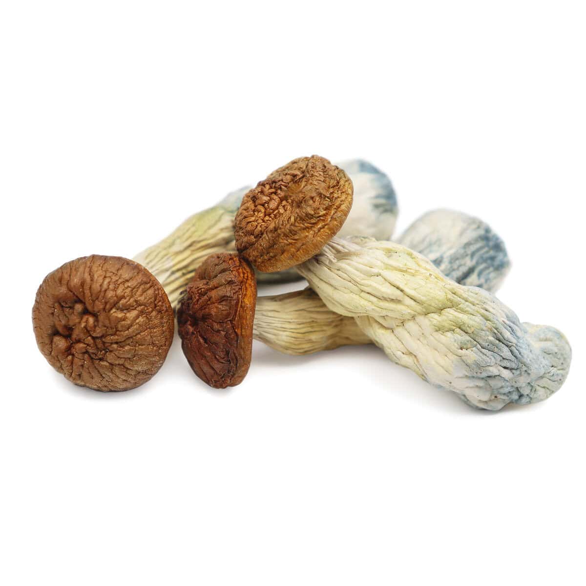 IMG_8654-PENIS-ENVY Wild magic mushrooms with dried, wrinkled caps and twisted stems, ideal for online purchase in Canada.