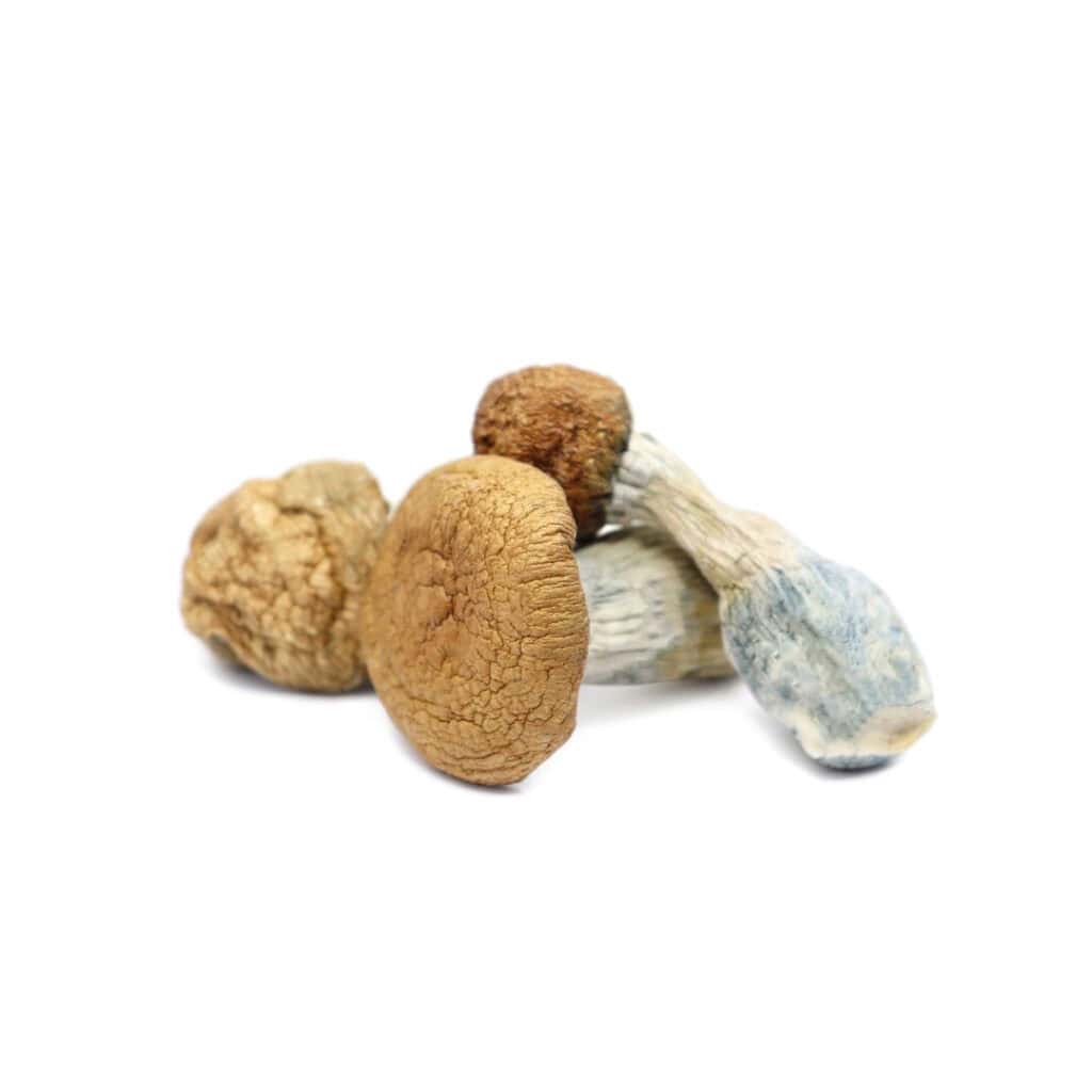 Dried psilocybin mushrooms on a white background, used for psychedelic experiences and medicinal purposes. High-quality online store for magic mushrooms in Canada.