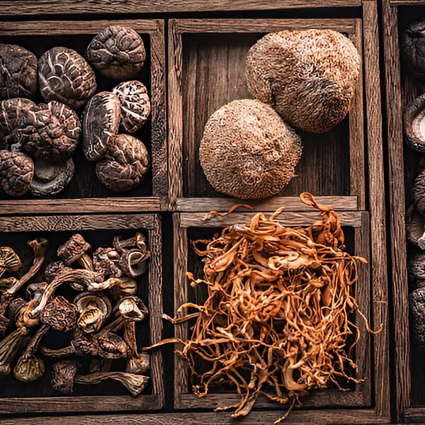 Fresh dried psilocybin mushrooms and mycelium roots displayed in wooden compartments at ShroomsCanada.co, an online magic mushroom store in Canada.